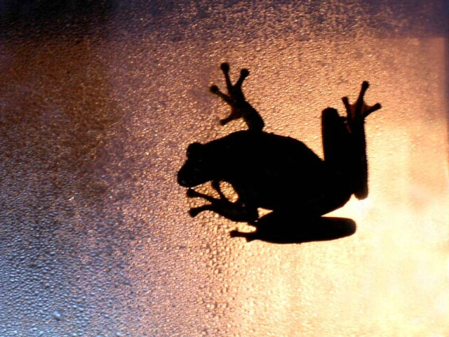 Shadow Frog