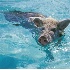 © Serena Pierce PhotoID # 199876: ...when pigs swim...