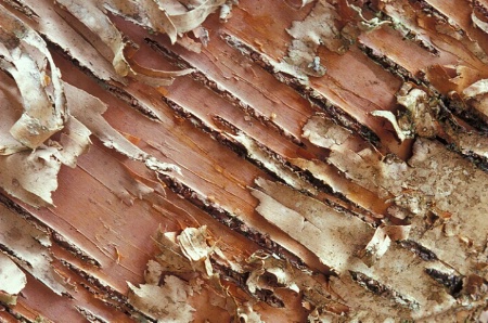 tree bark texture