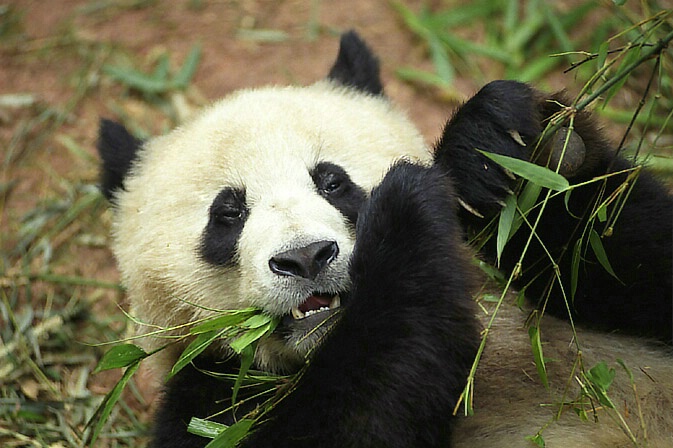Giant Panda, Sichuan Provence, China.