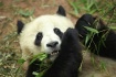 Giant Panda, Sich...