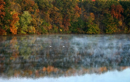 Misty Morning