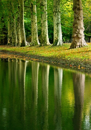 Trees and their Reflections