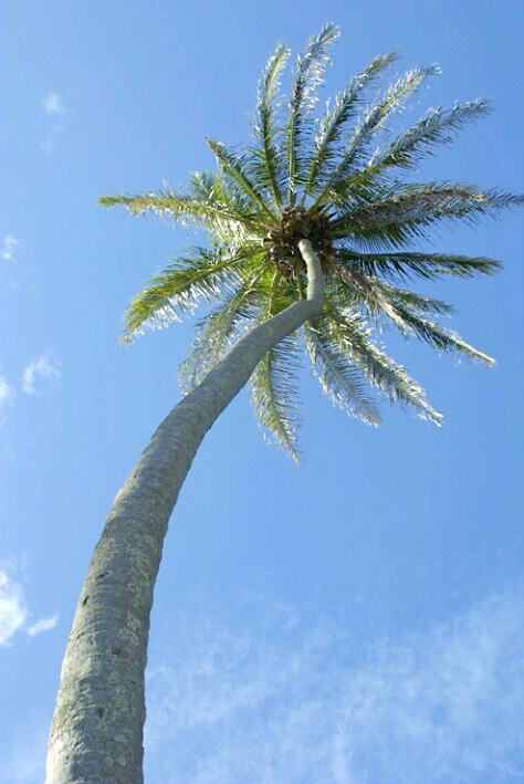 Palm Tree - Levels - ID: 212571 © Jim Miotke