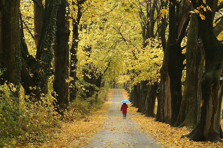 Fall walk