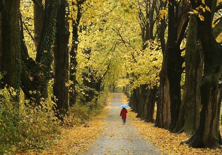 Fall walk