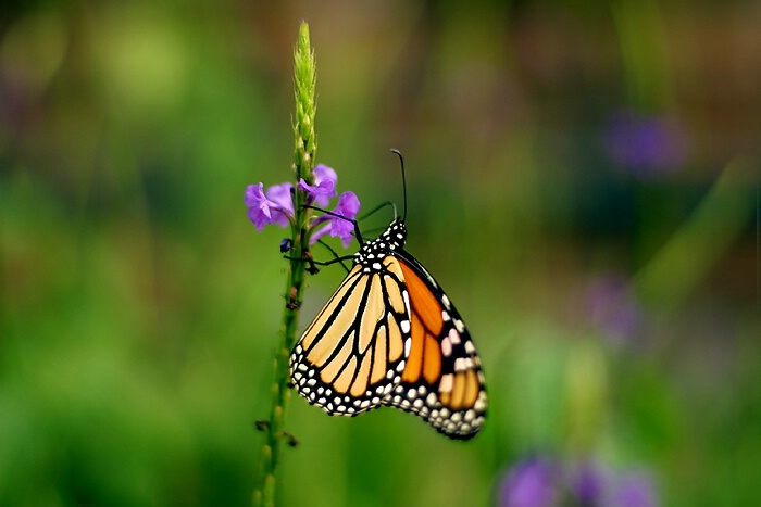 Monarch Butterfly