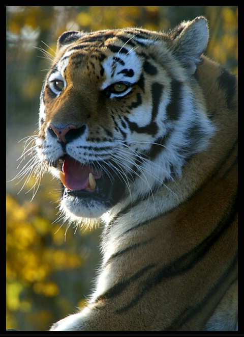 Amur Tiger II