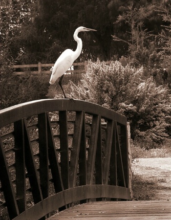 Egret on Railing, After