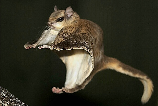 Flying Squirrel