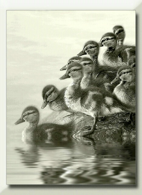 Platinum Ducklings