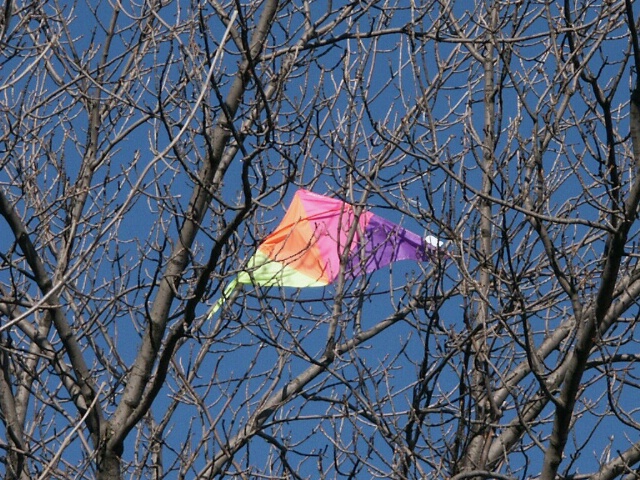 Kite in Tree