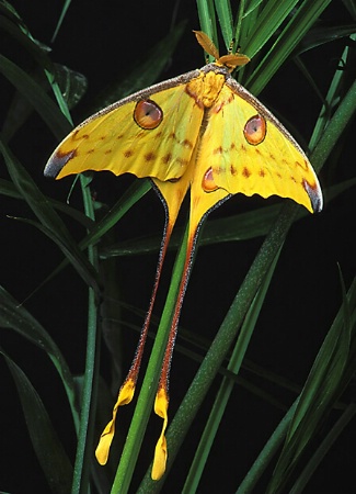 Male Comet Moth