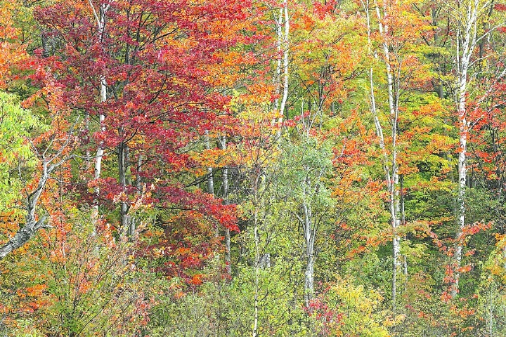 Birch in Fall Colors