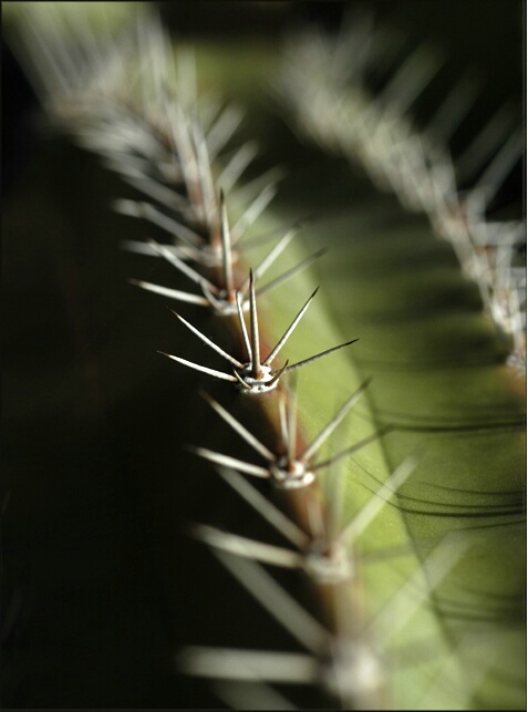 cactus spines