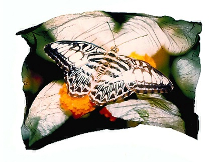 Butterfly - ID: 240934 © Jim Miotke