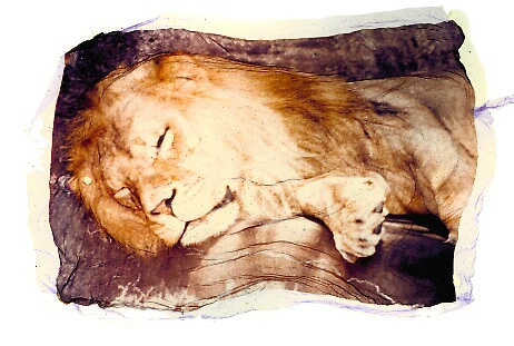 Lion - ID: 240940 © Jim Miotke