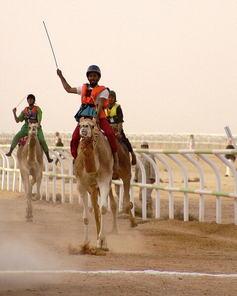 Jockeys and Camels 3