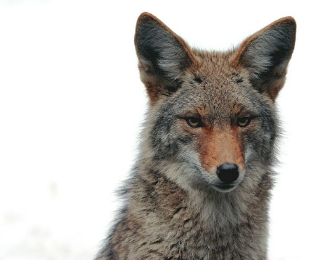 Coyote in Winter