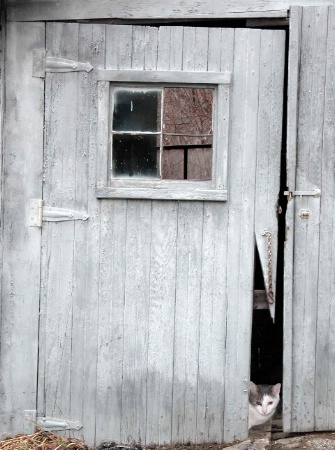 Buster at the Barn Door