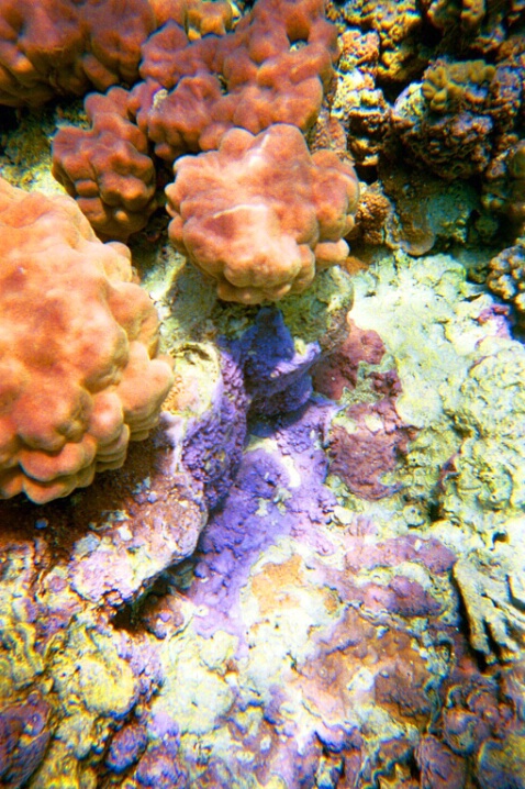 Colored Coral - ID: 263954 © Mary B. McGrath