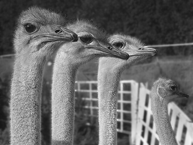 3 1/2 Ostriches