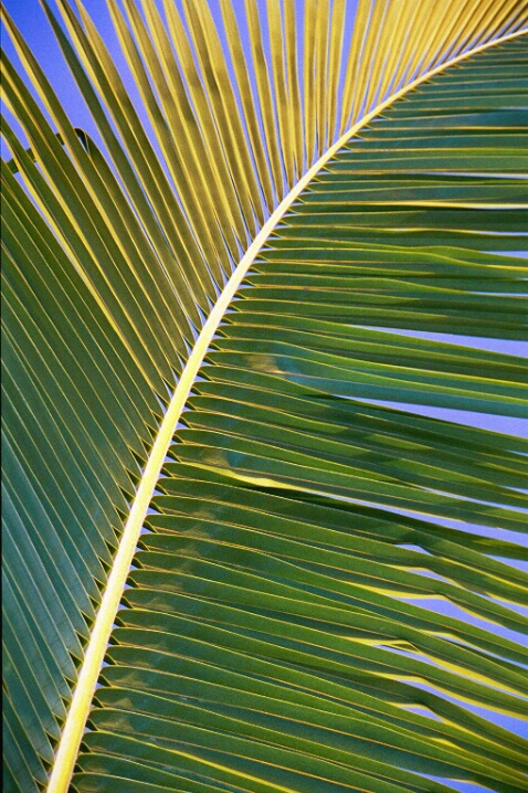 Palm Leaf - ID: 266798 © Mary B. McGrath