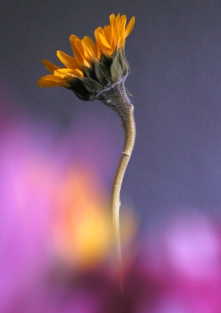 Small Sunflower