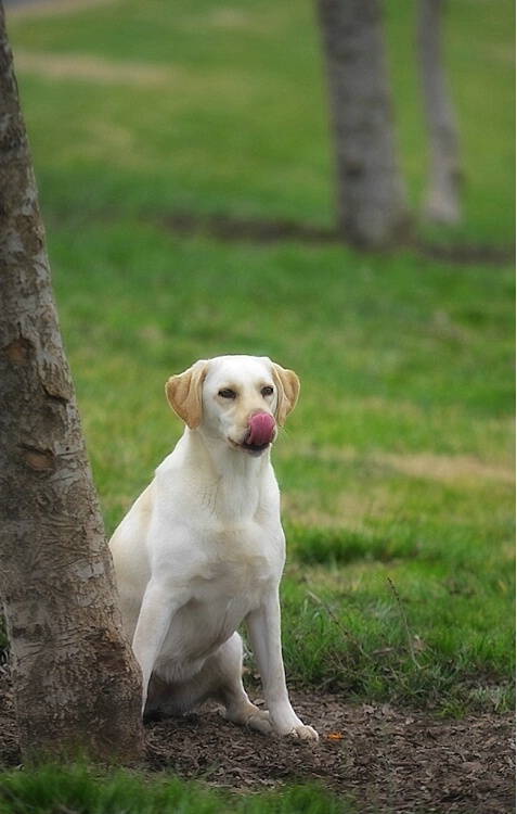 Pet Portrait: Something Out of the Ordinary