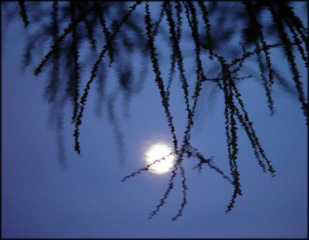 reflected moonlight