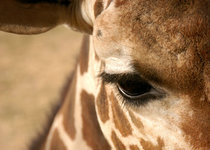 giraffe