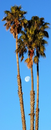Moon in palms