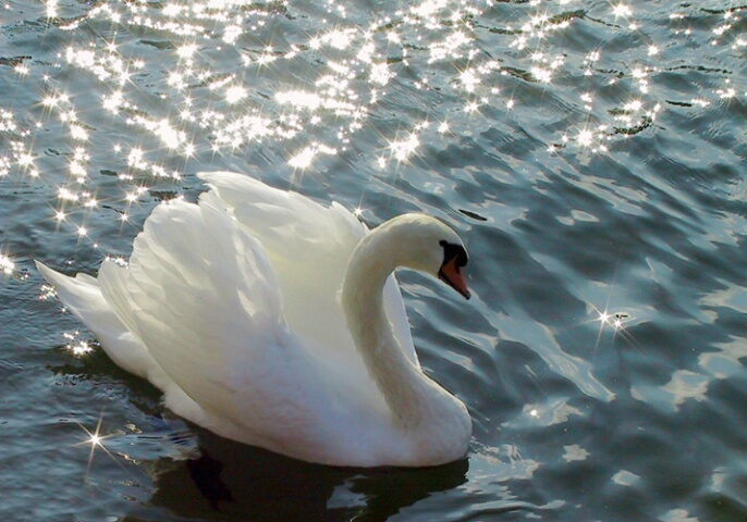 Swan Lake