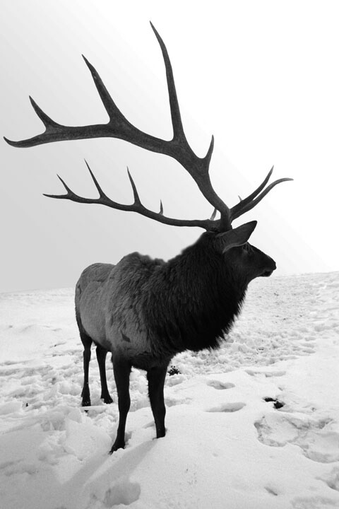 Elk