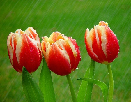 tulips in the rain