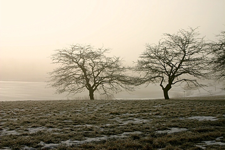 Crabapple Trees on a Foggy Morning