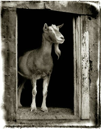 goat in doorway