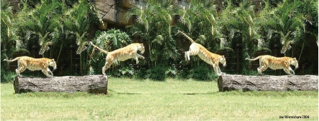 JUMPING BENGAL TIGER