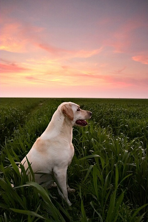 Labrador