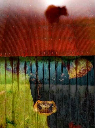 Cows On The Barn