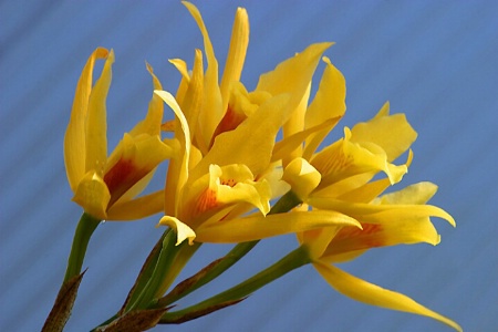 YELLOW ORCHIDS