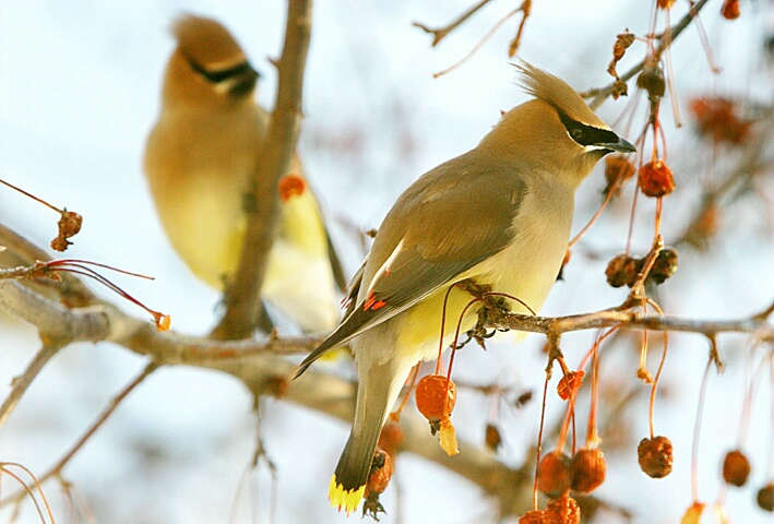 The Waxwings Have Arrived!