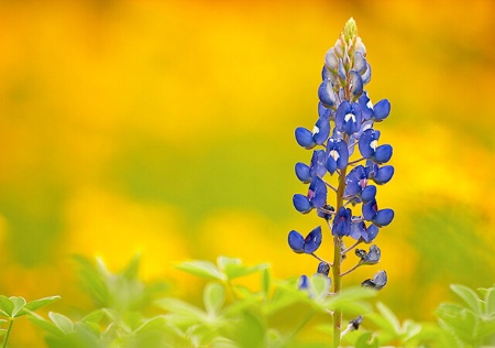 Texas Bluebonnets