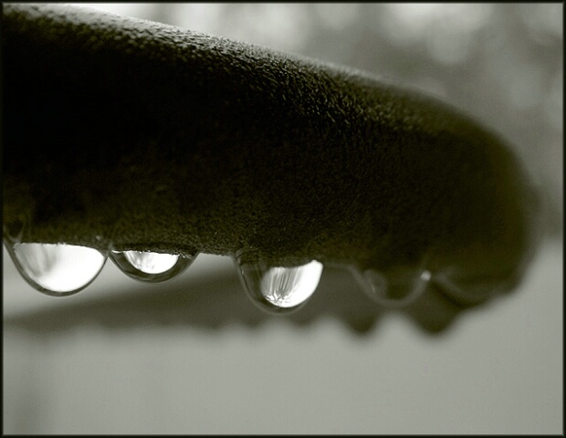 raindrops