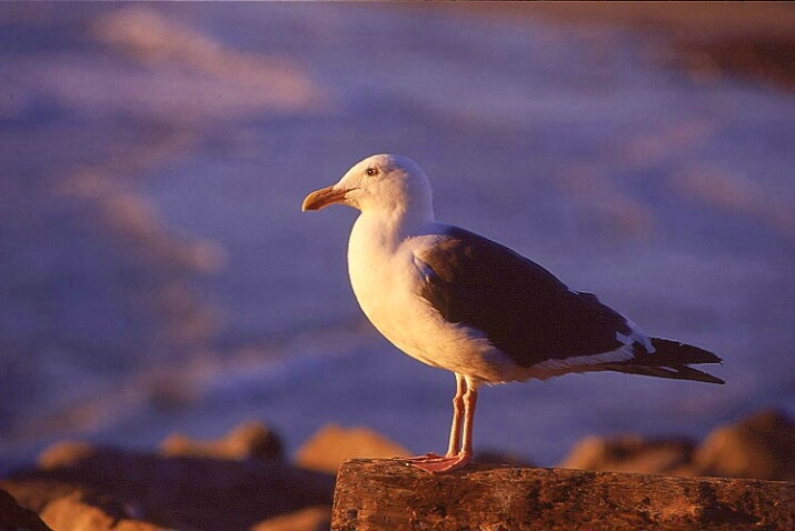 Seagull at Sunset