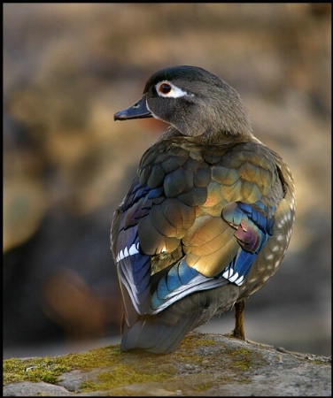 Wood Duck Hen in the Morning Sun