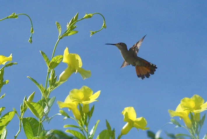 Hovering Hummingbird