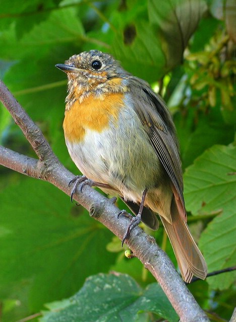 Young uk robin