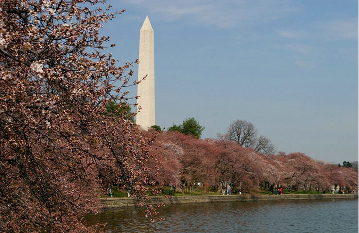 Cherry Spring At Washington Monument