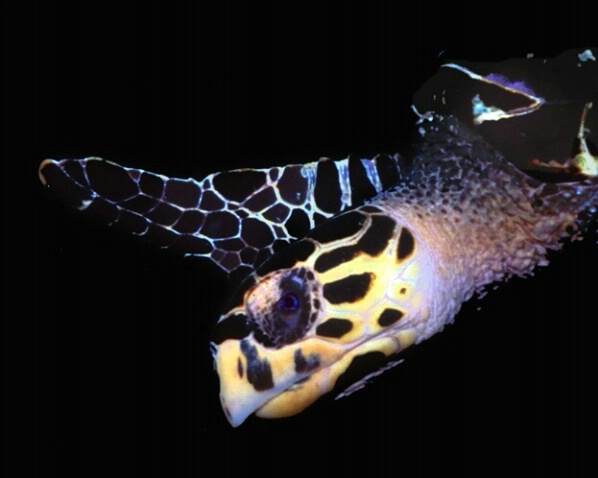 Hawksbill turtle